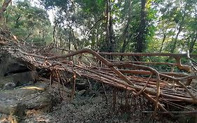 Living Roots Lodge